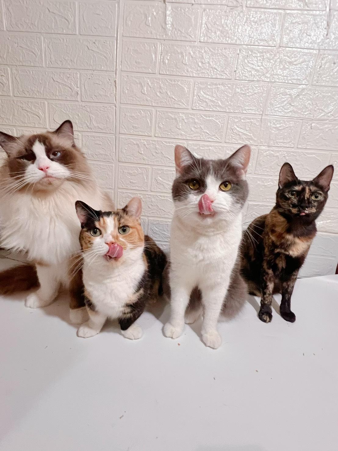 娜栗有妃常香的霉果 |六隻貓的搗蛋日常