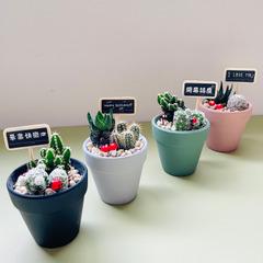 島人手作 送你倔強仙人掌 DIY禮盒組 畢業禮物 生日禮物