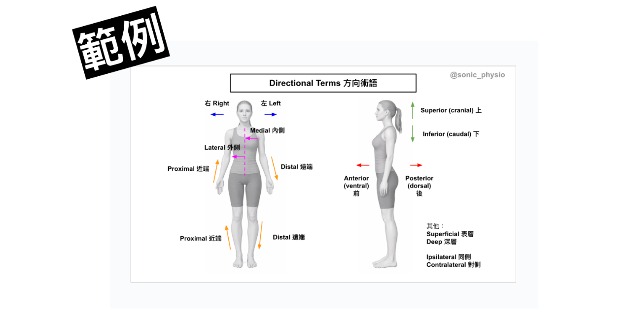 中英文解剖學筆記（骨骼＋肌肉, 400頁, 可下載）