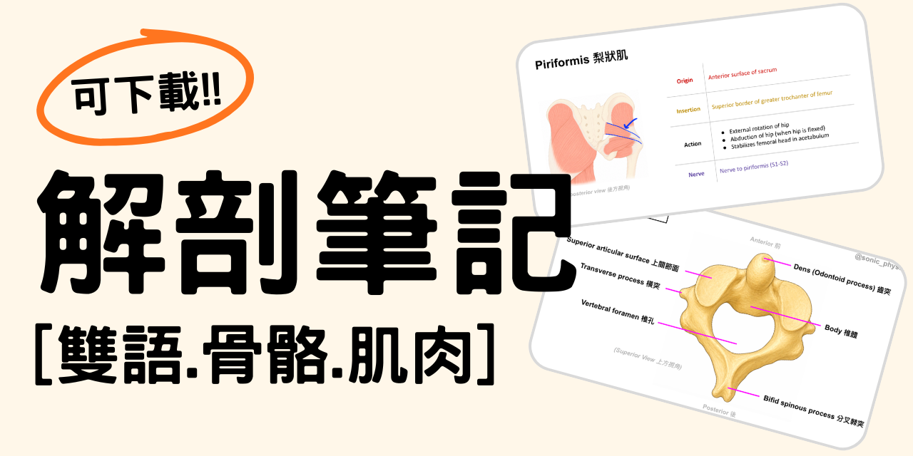 中英文解剖學筆記