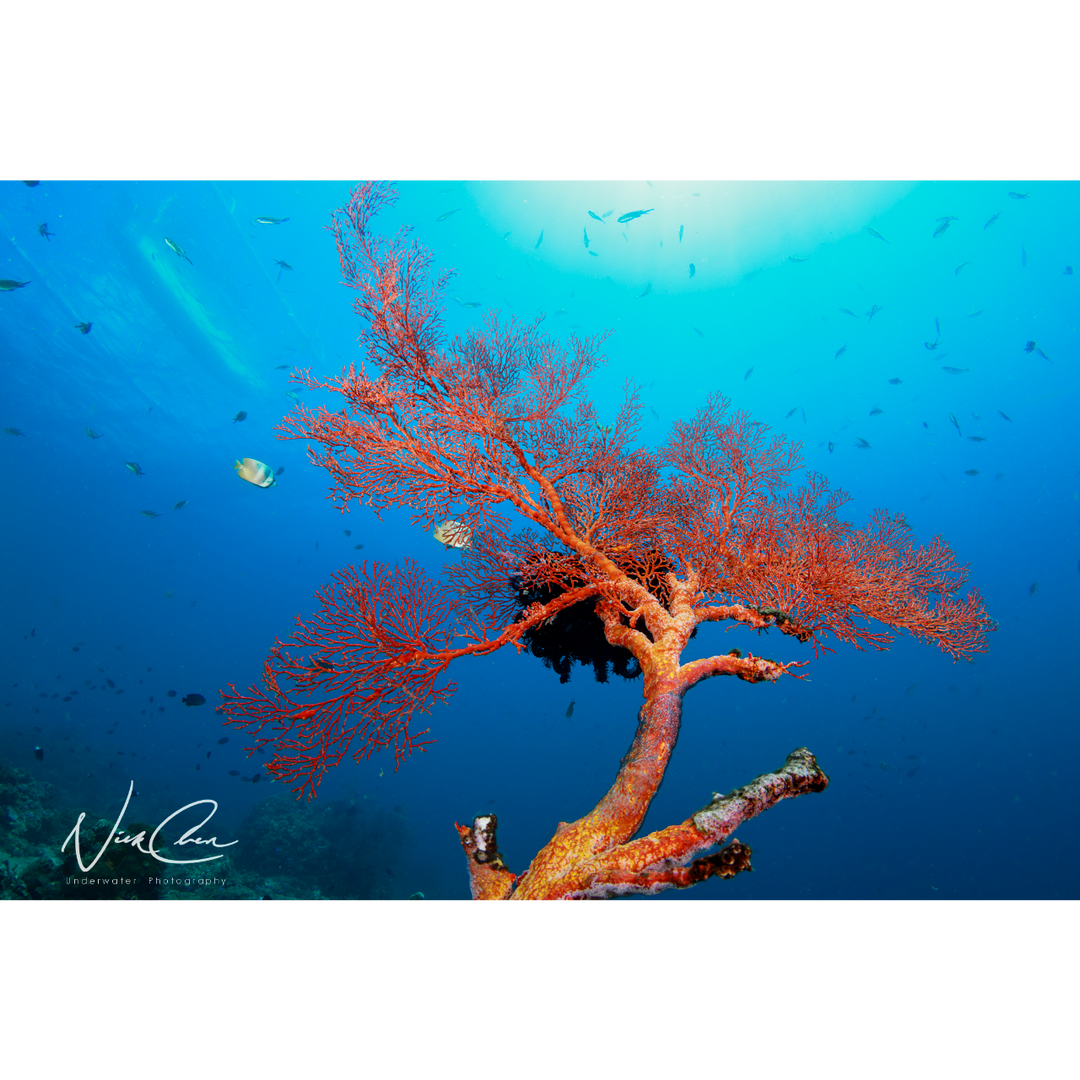 OceanBlueming 拍攝於峇里島/amed阿美