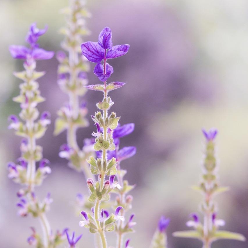 𝐂𝐨𝐦𝐦𝐢𝐬𝐬𝐢𝐨𝐧 ✐. 委託頁面