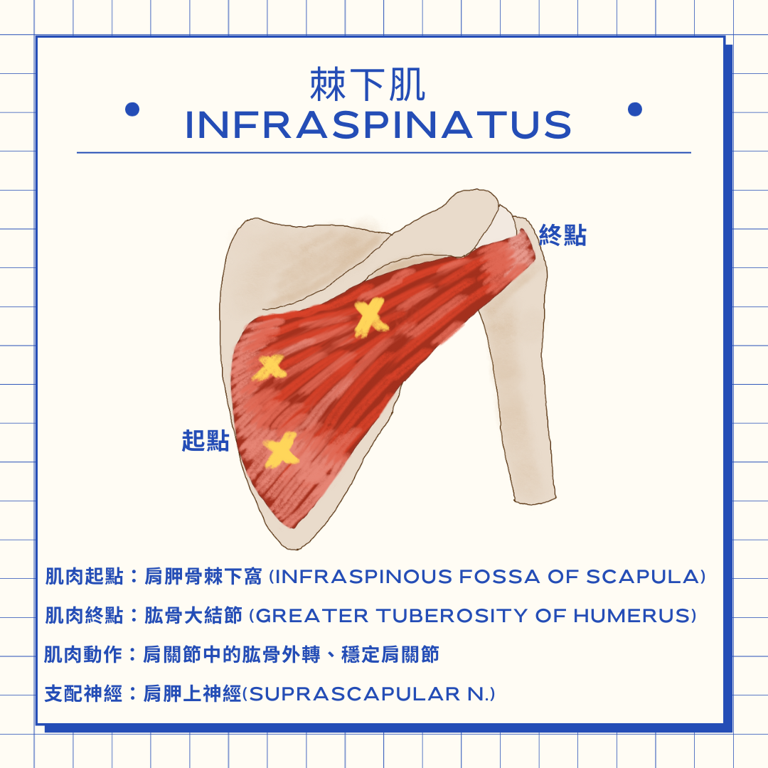 Yo 物理治療師 旋轉肌群-棘下肌