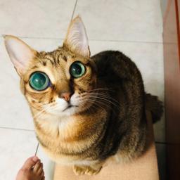 贊助罐罐及飼料