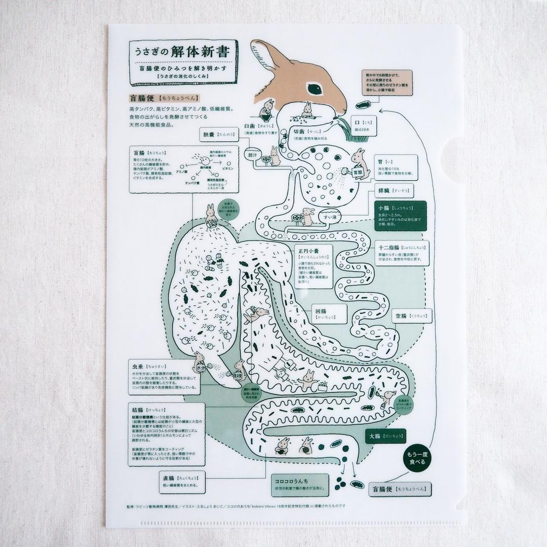 小尾巴 Little Tail 資料夾 兔兔解剖書_fululu
