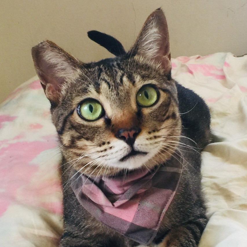 鄔莉畫話 Uliseanala talk to Animal. 么妹