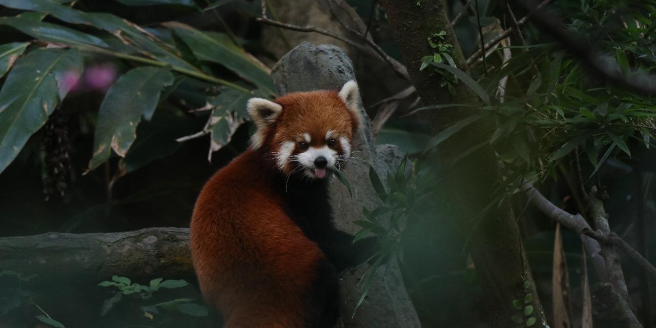 墨子卿