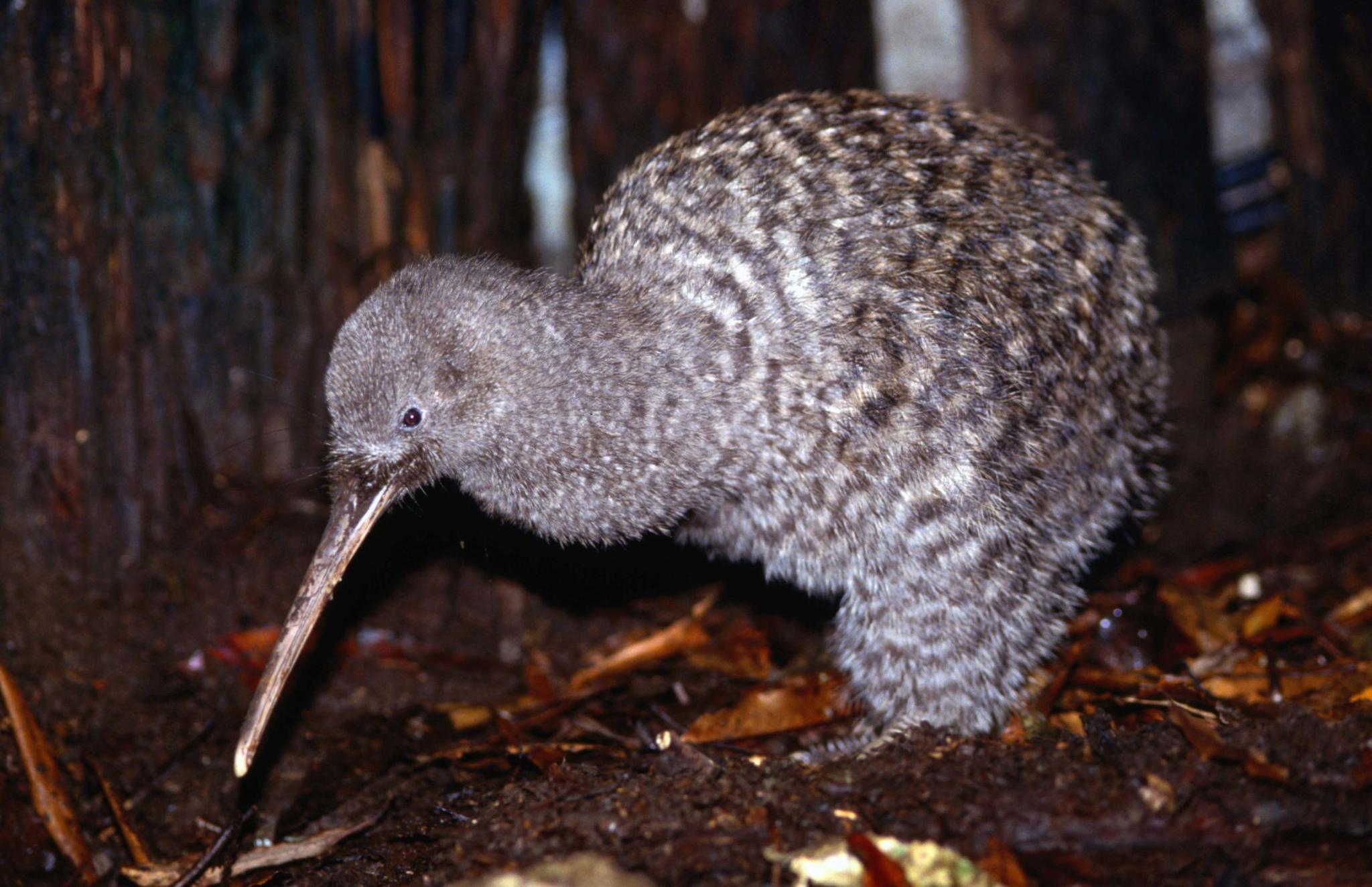 The Affairs 編集者新聞 從小偷鸚鵡到酒氣鴿子：紐西蘭為何對本土鳥類如此著迷