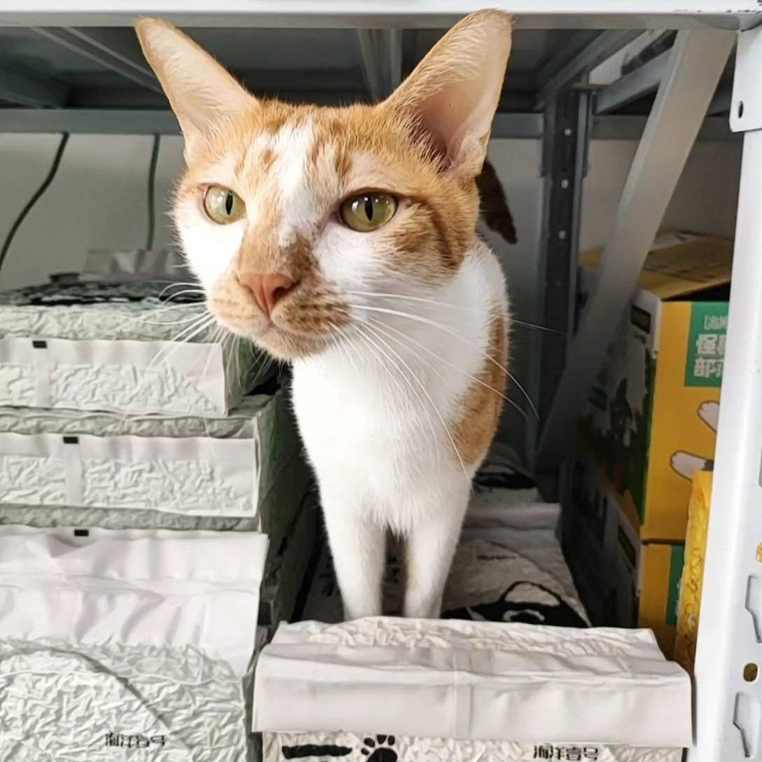 喵的咧Meowday | 貓用品店 店長