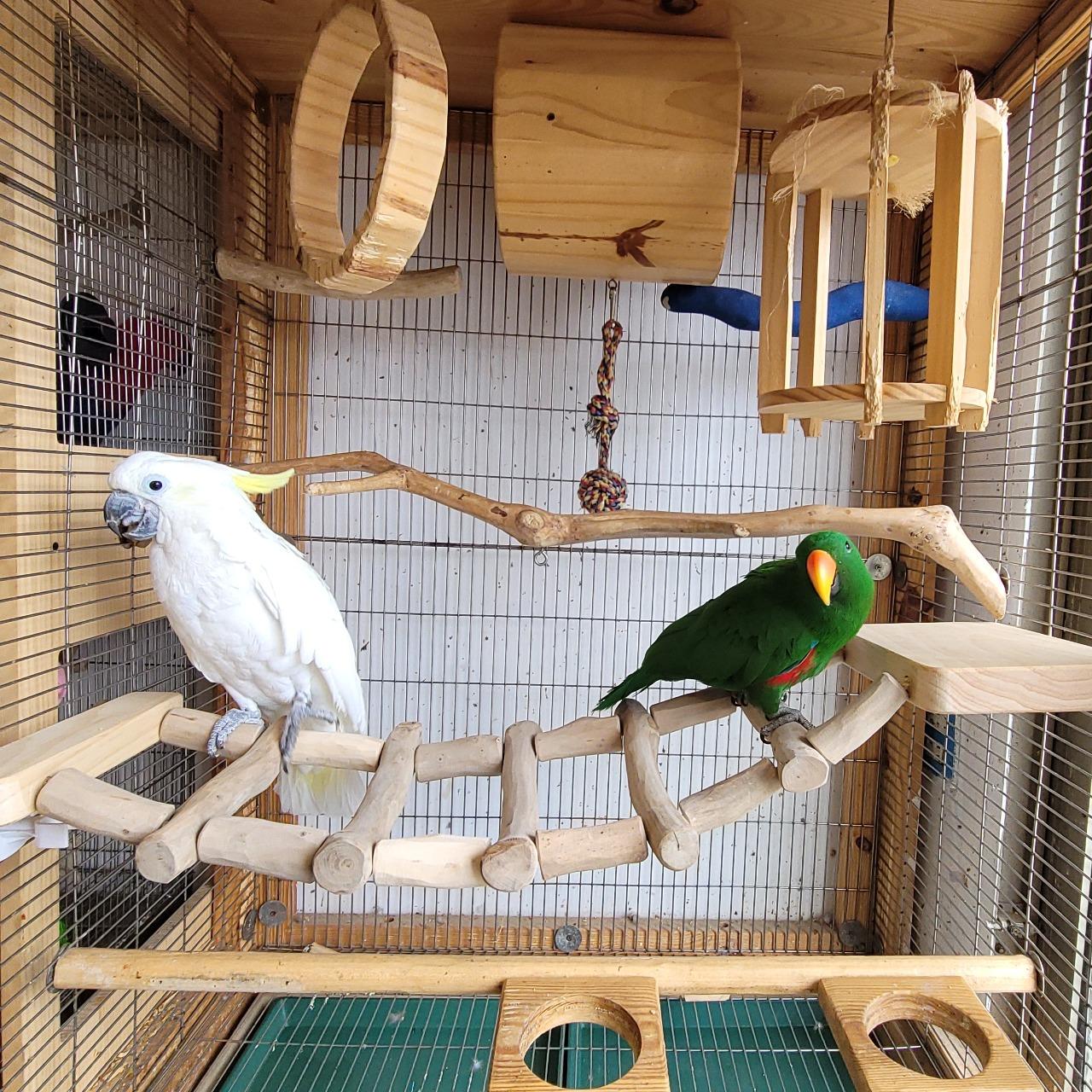 鸚鵡籠內布置指南