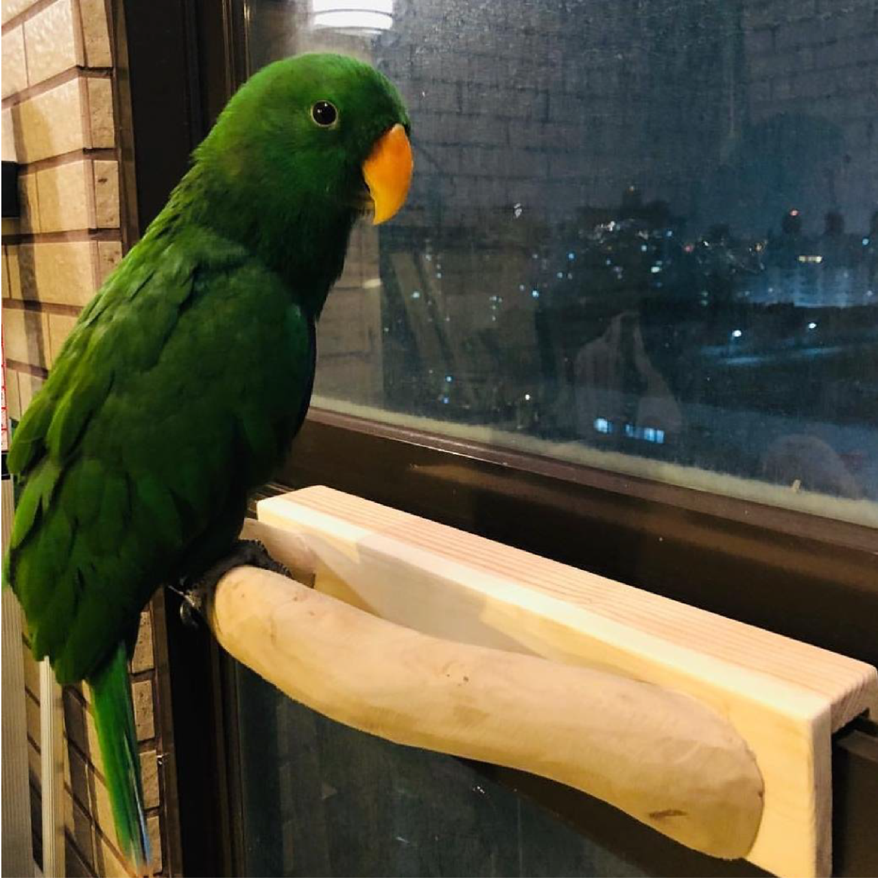 魚雁木坊│鸚鵡寄宿x站台玩具 特殊器具