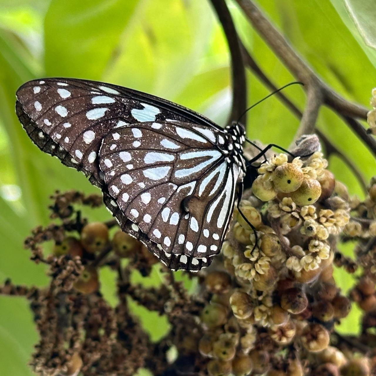 華泰瑞苑 GLORIA MANOR 紫斑蝶 Euploea