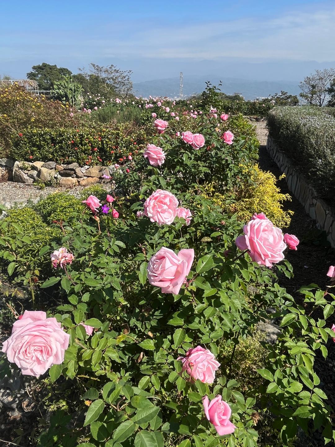 29號花園