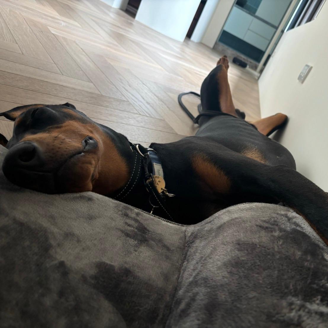 如何訓練你的狗-湯頭拔 狗狗訓練師 訓犬師 寵物訓練師
