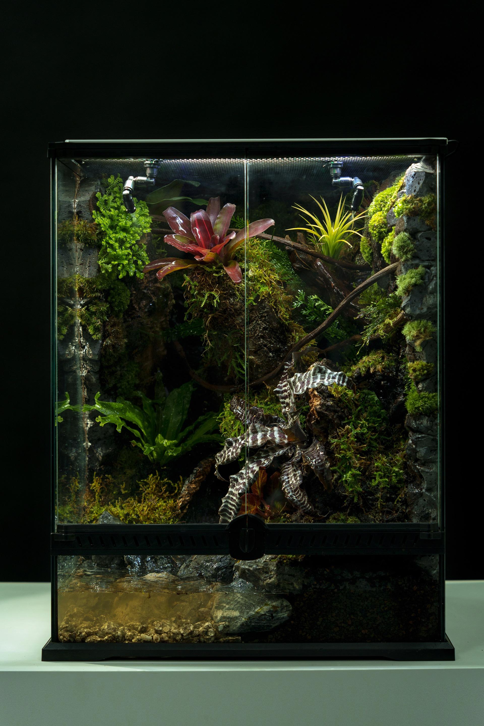 隣人植栽TONARIS生態藝術造景 45*45*60 雨林兩棲(動態)缸