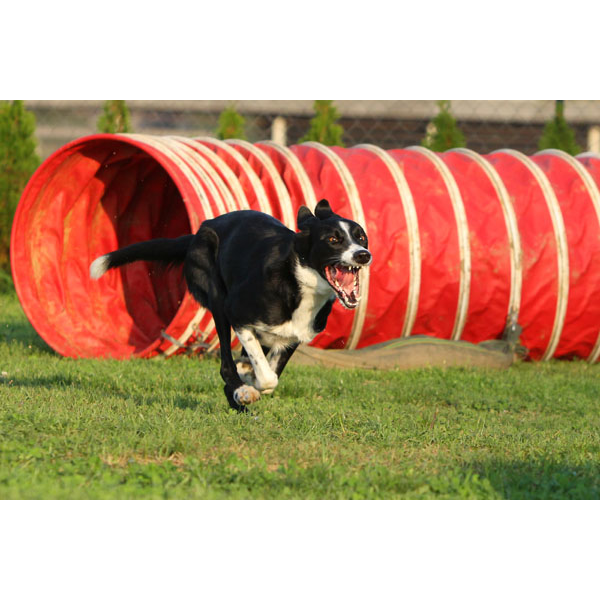狗狗訓練師 訓犬師 寵物訓練師