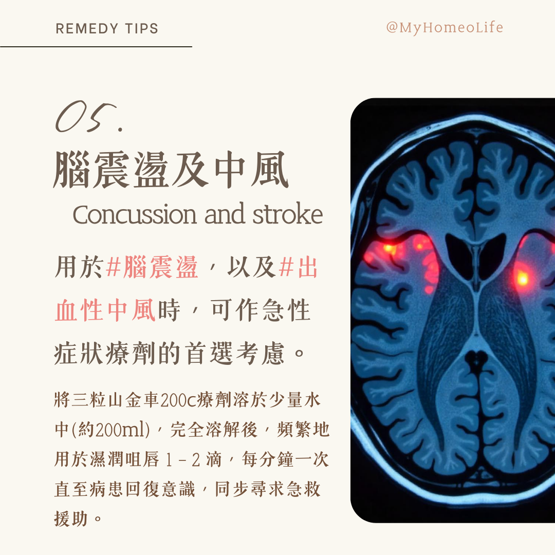 山金車 Arnica 順勢療法 homeopathy