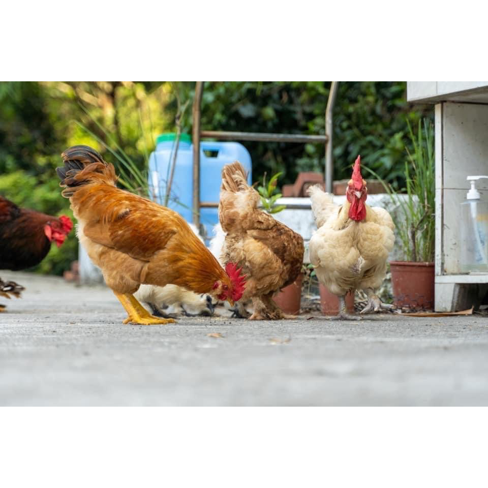 合作洽詢 Business  collaboration