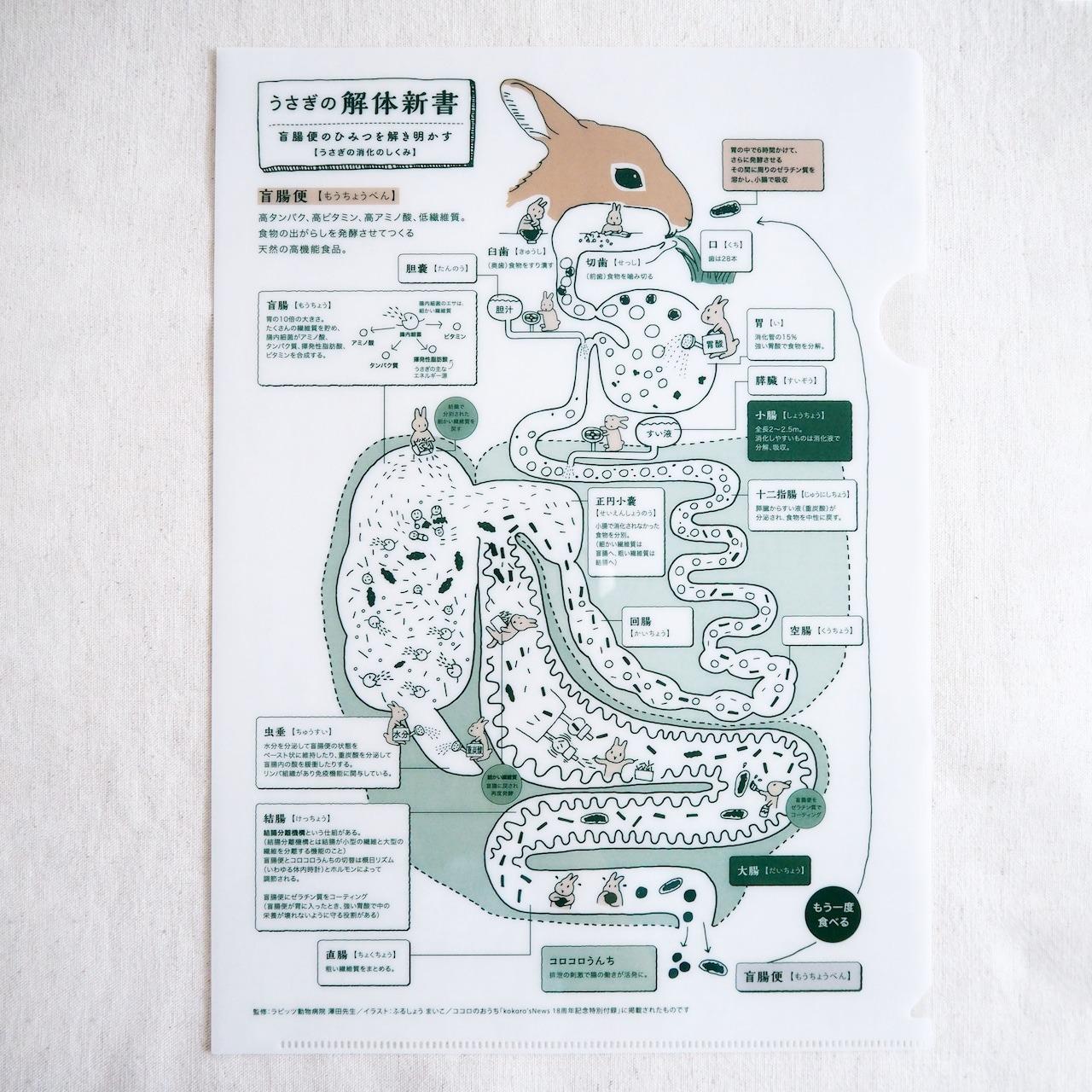 小尾巴 Little Tail 資料夾 兔兔解剖書_fululu