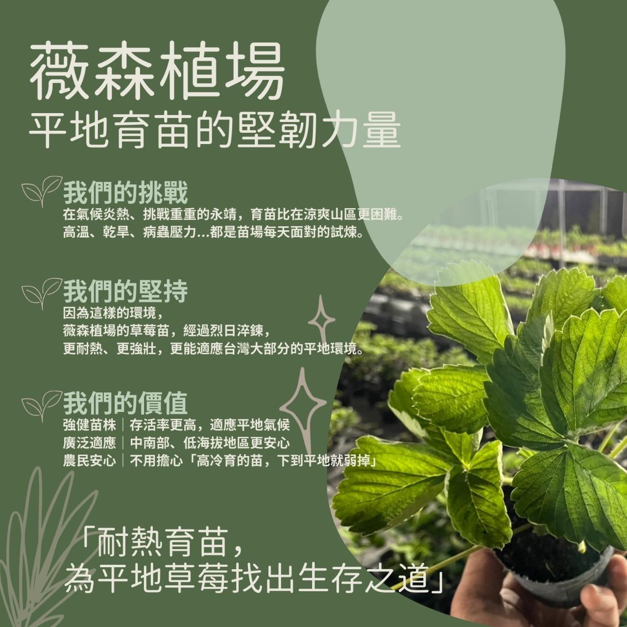 薇森植場