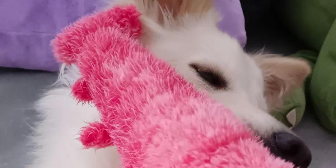 懷錶 白白 .ᐟ.ᐟ