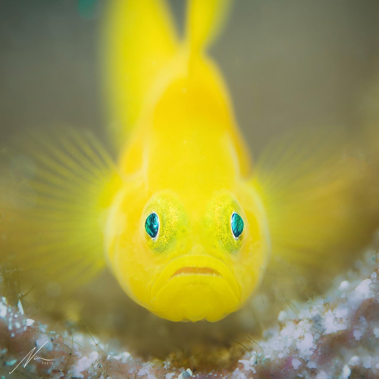 OceanBlueming Anilao 拍攝