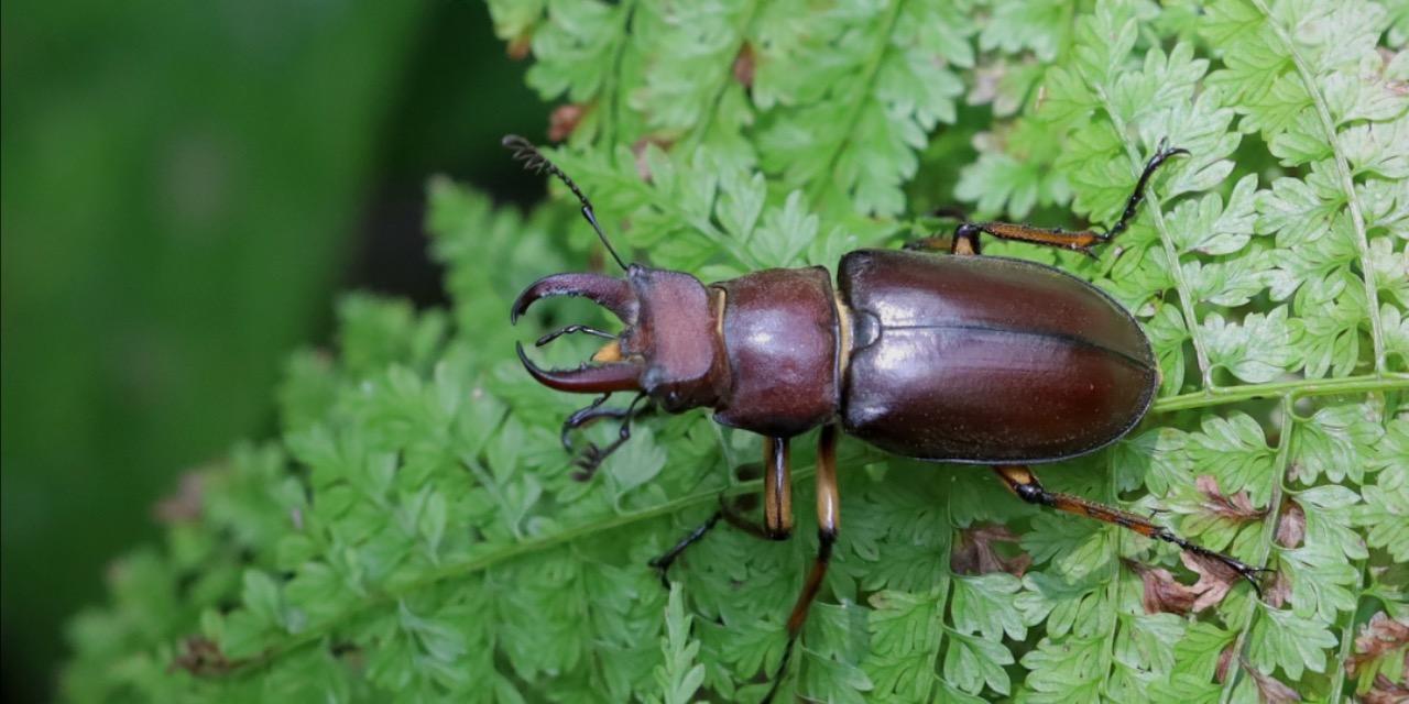 T.H.Y. TINY HOUSE 臺灣鍬形蟲海報、兜蟲紋身貼紙…