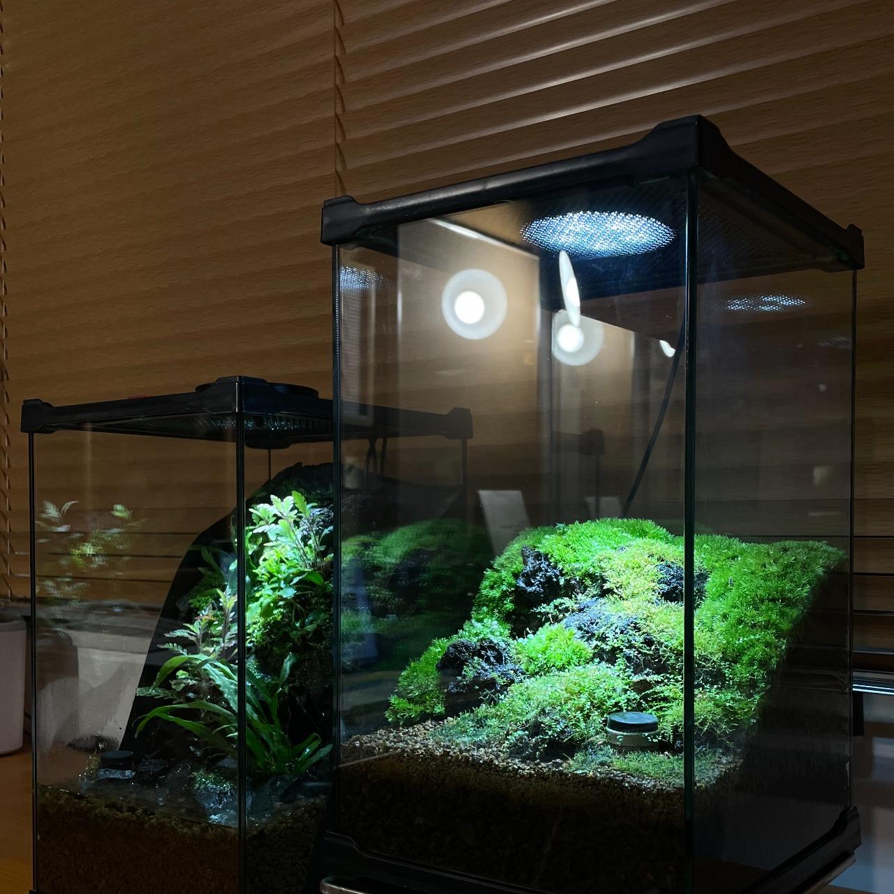 植物燈 水草燈 苔蘚 白髮蘚 葡燈蘚