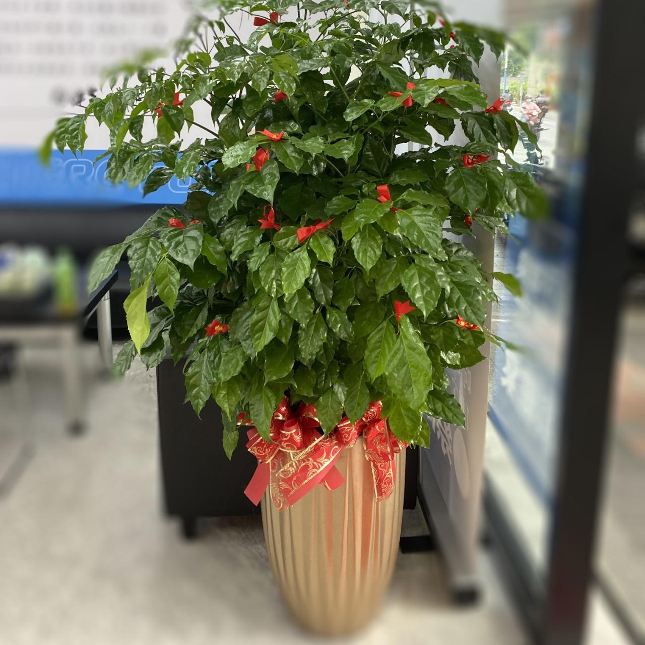 F.C Flower 花藝設計 特大落地盆旺旺樹