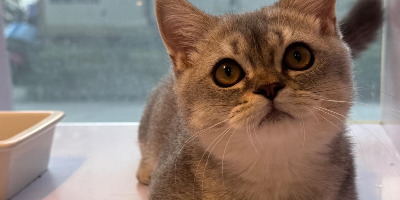 銀虎斑 曼赤肯 弟弟