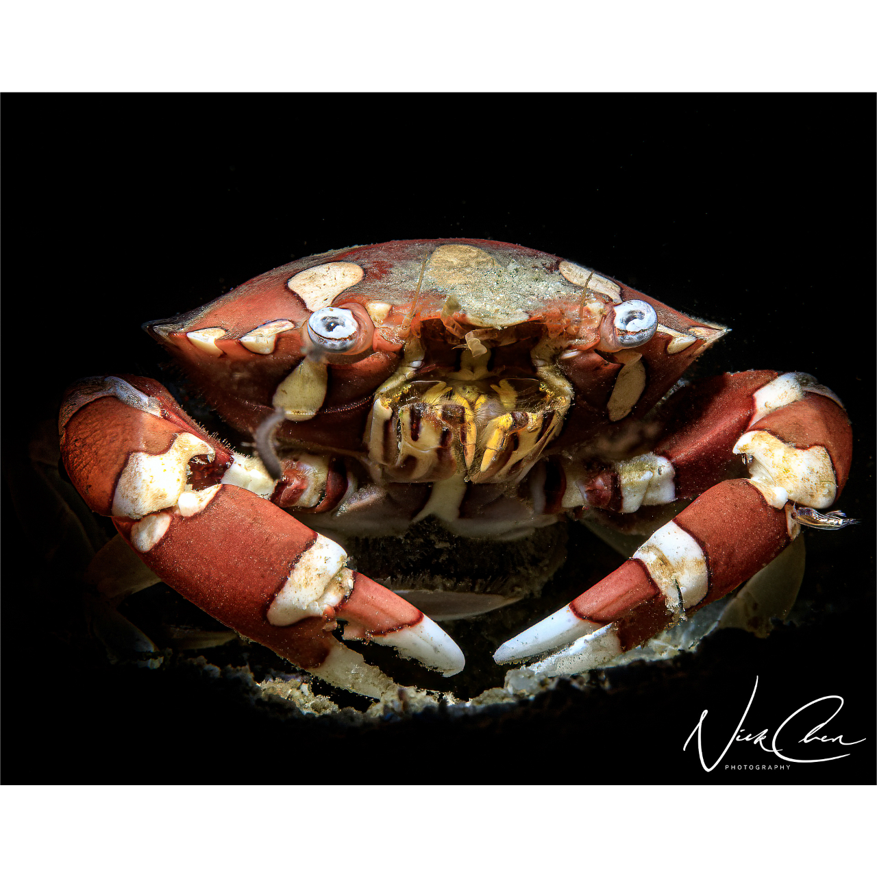 OceanBlueming Anilao 拍攝