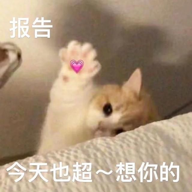 maomao520
