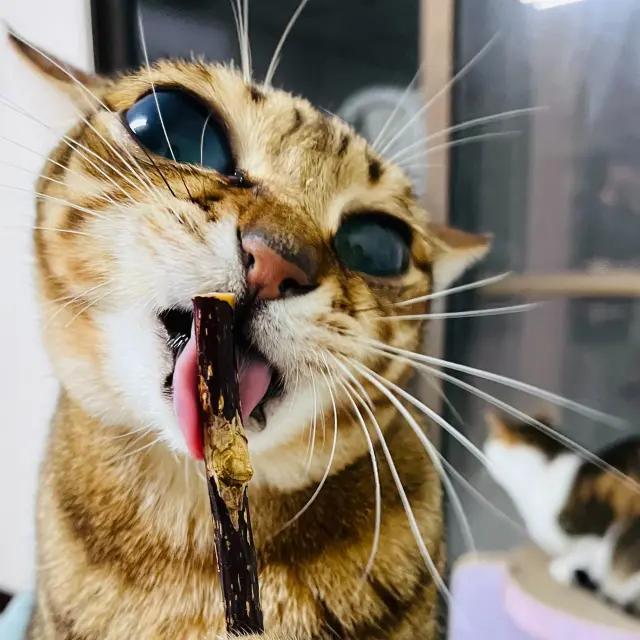 贊助罐罐及飼料
