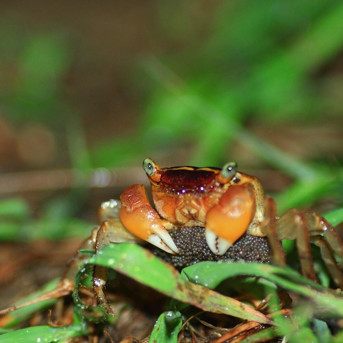 華泰瑞苑 GLORIA MANOR 陸蟹 Land Crab