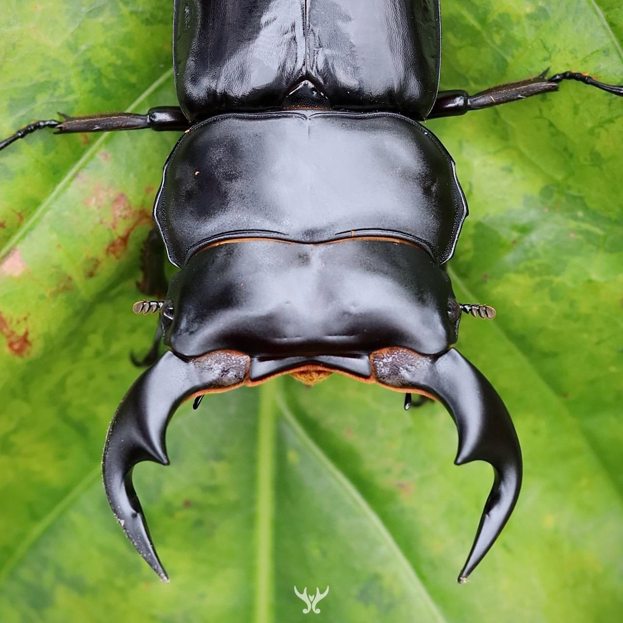 北印度 安達祐實大鍬形蟲 Dorcus antaeus antaeus