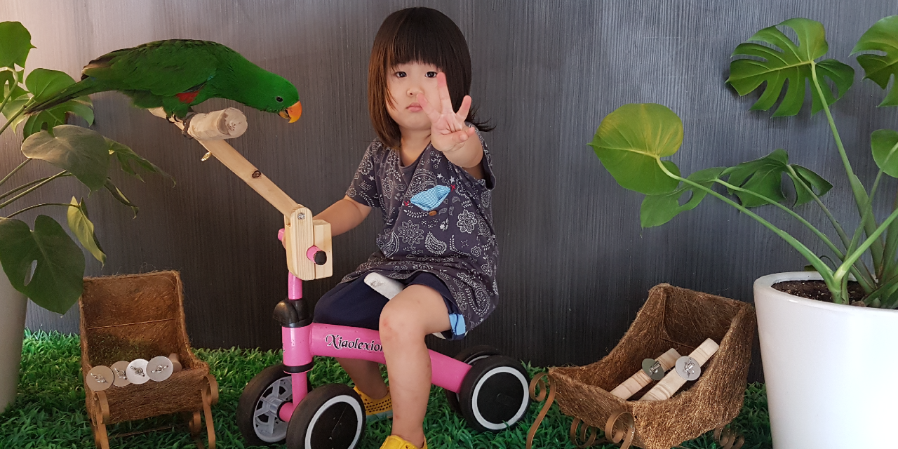 魚雁木坊│鸚鵡寄宿x站台玩具 開發鸚鵡木器