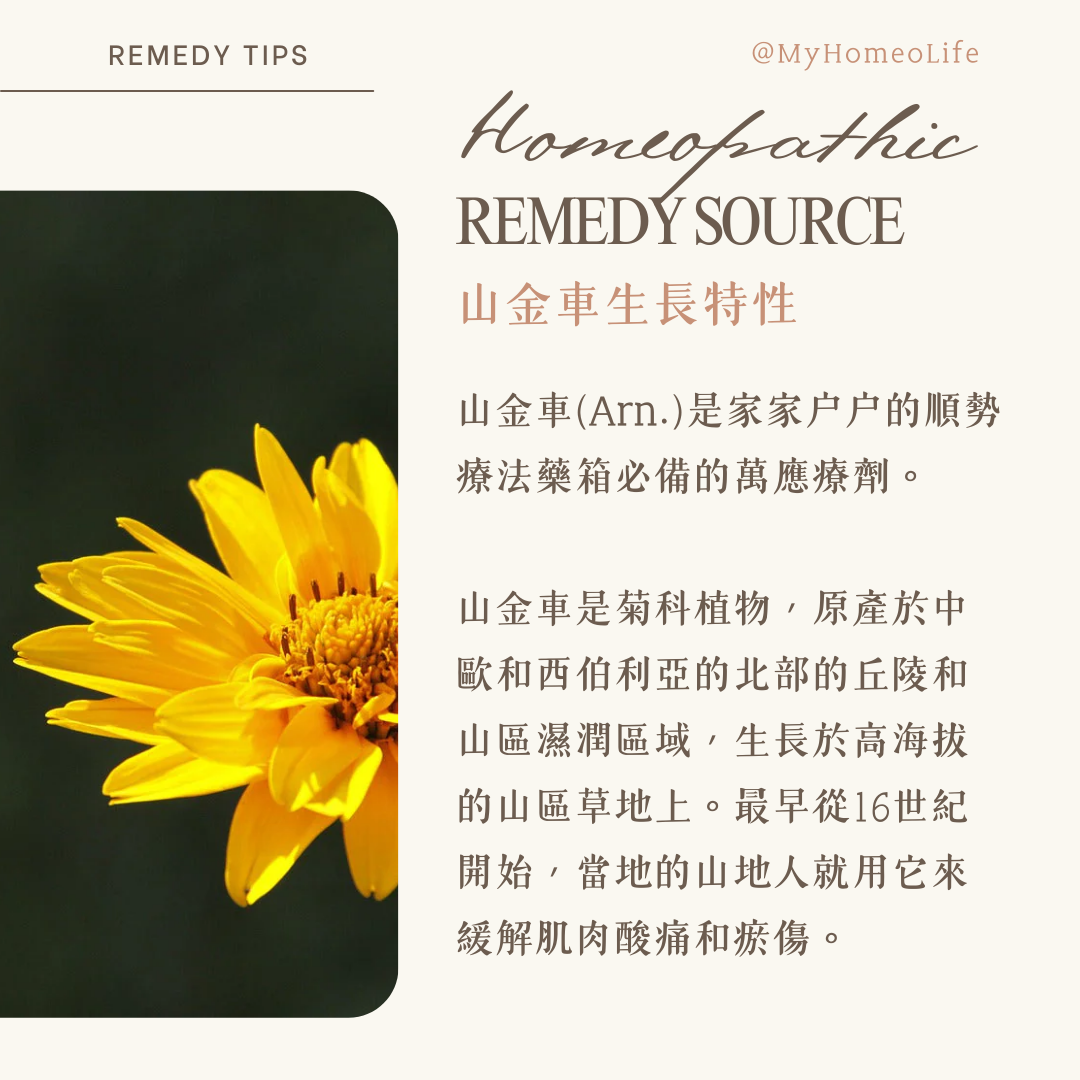 山金車 Arnica 順勢療法 homeopathy
