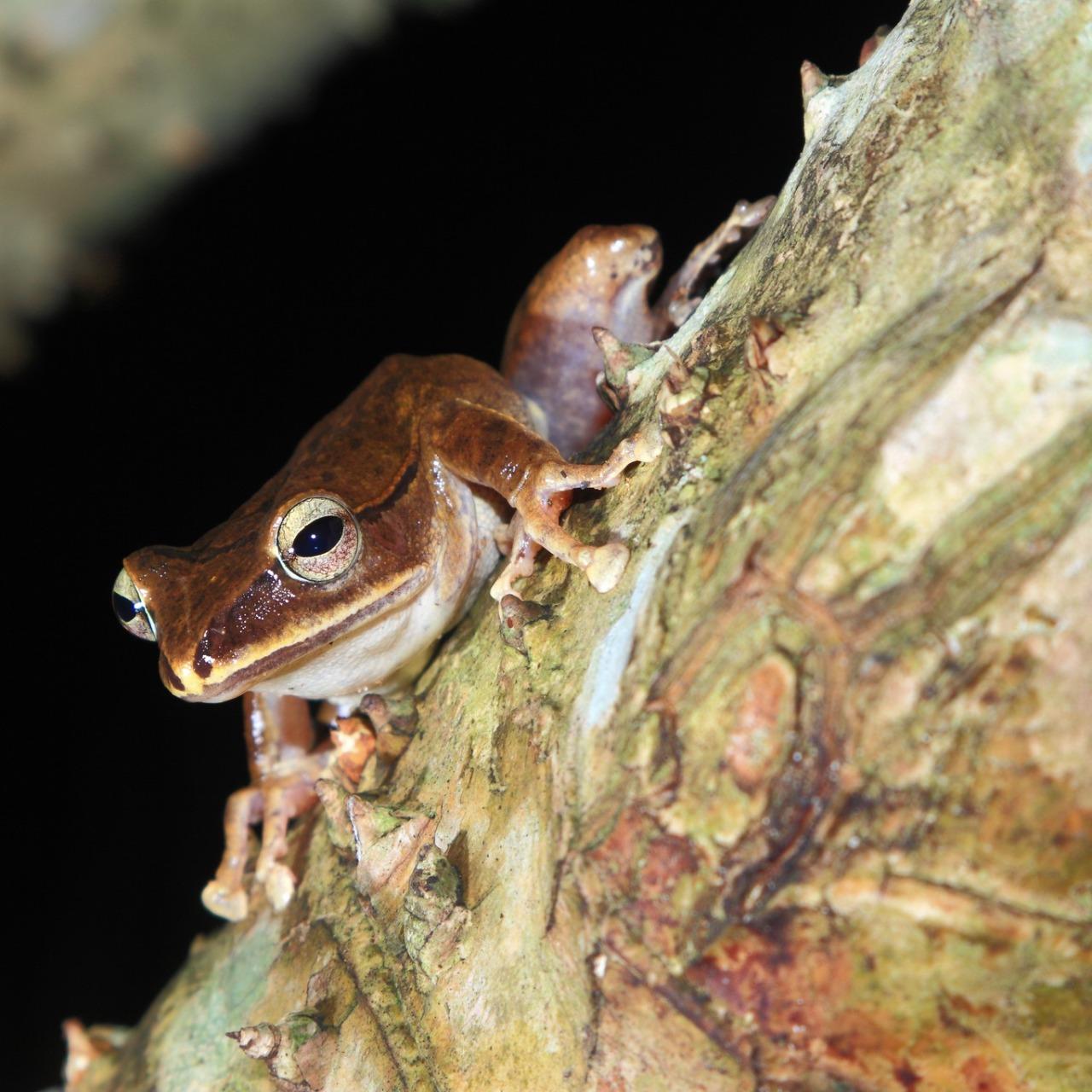華泰瑞苑 GLORIA MANOR 小雨蛙 Microhyla Fissipes