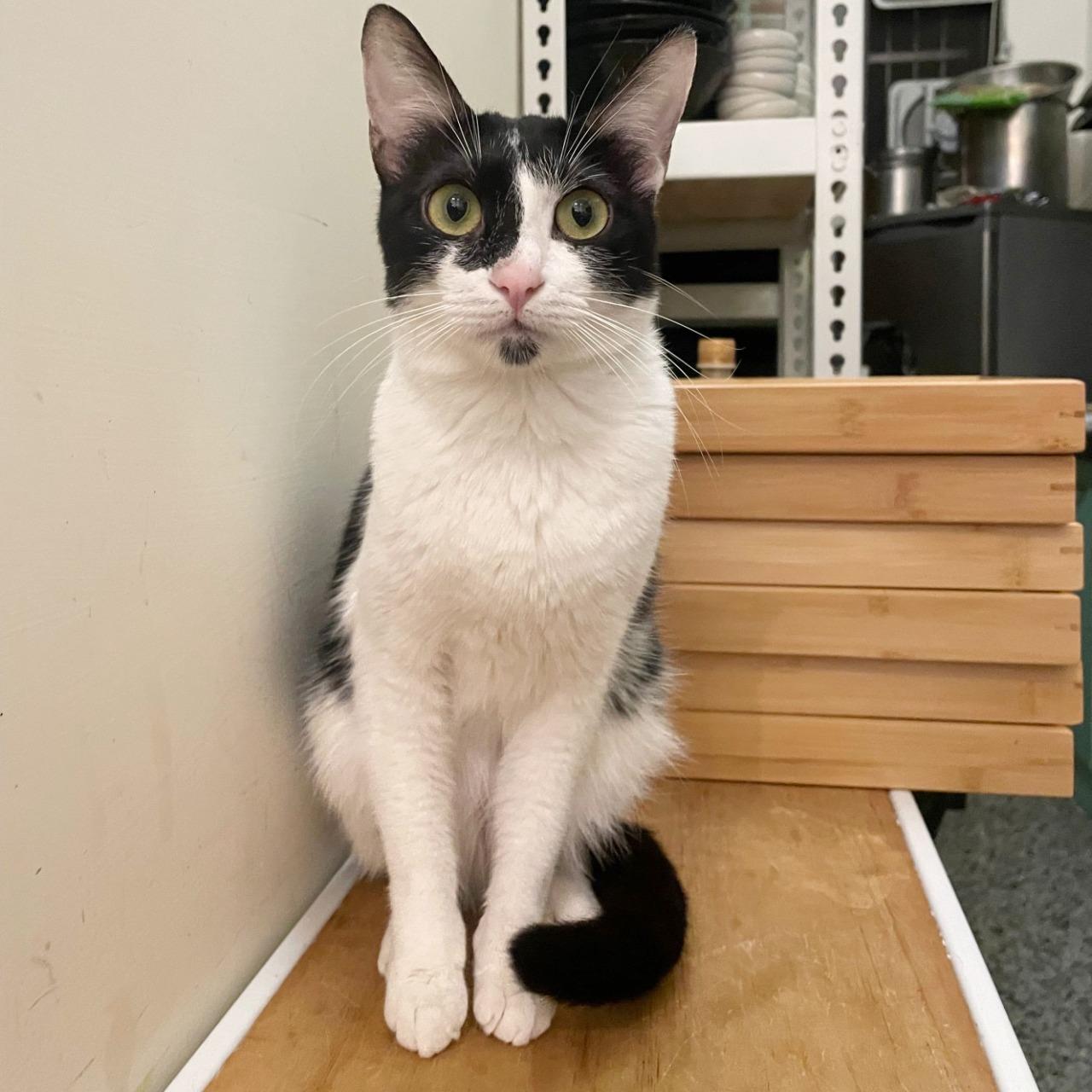 認養貓咪請先填寫問卷