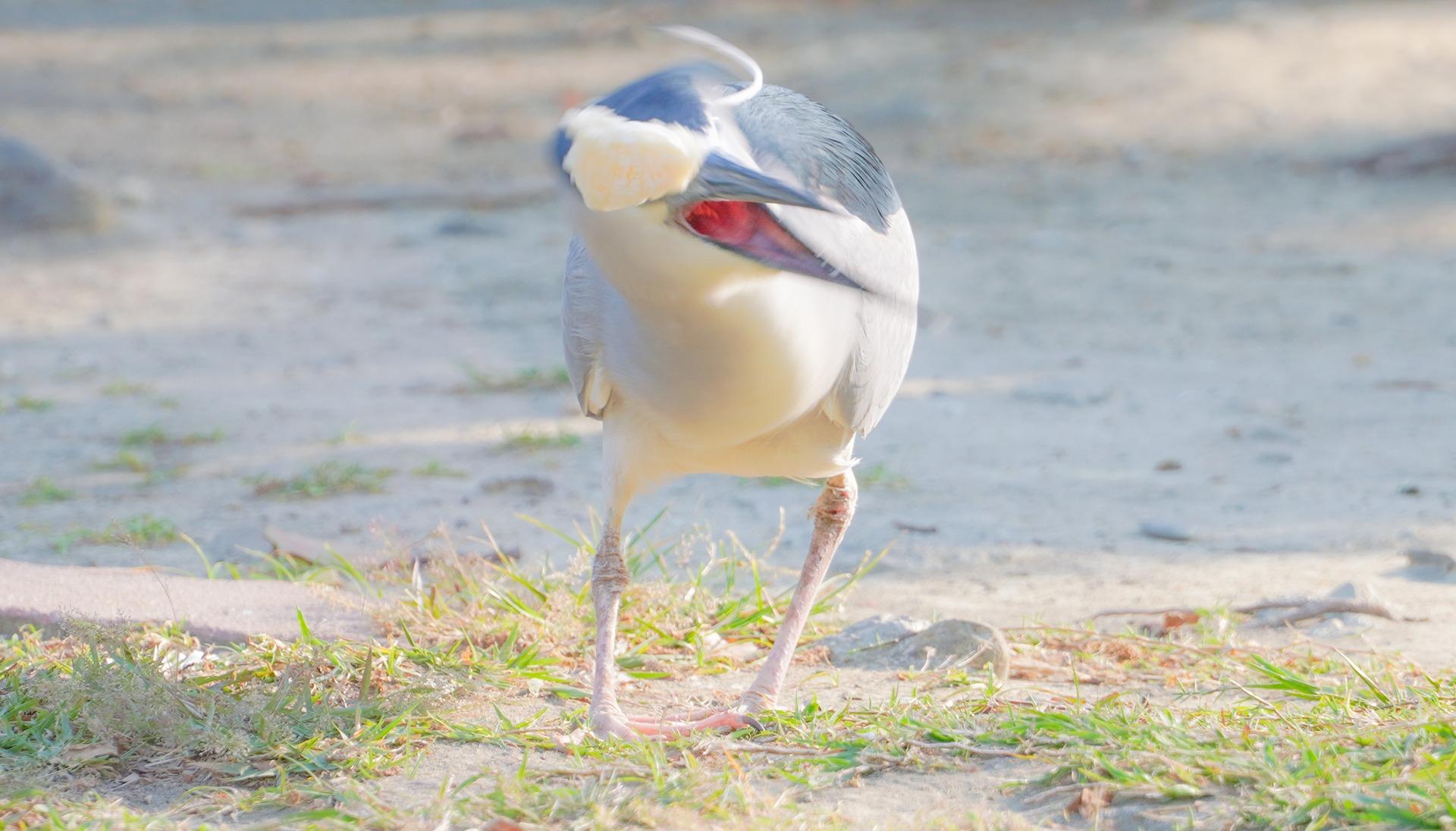 姜簡露