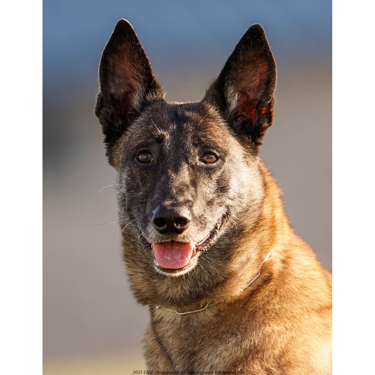 狗狗訓練師 訓犬師 寵物訓練師