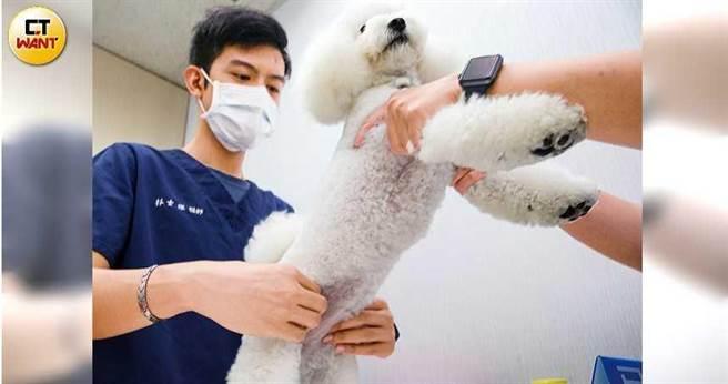 林士傑獸醫師 林士傑獸醫師