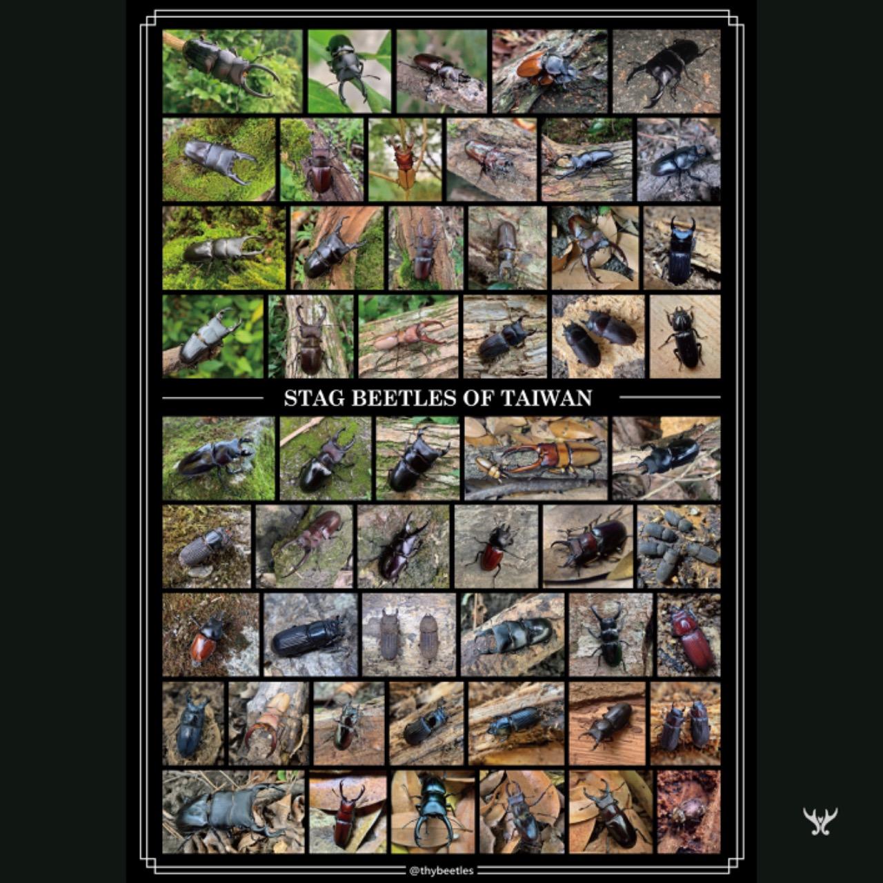 Stag beetle of Taiwan 臺灣鍬形蟲海報