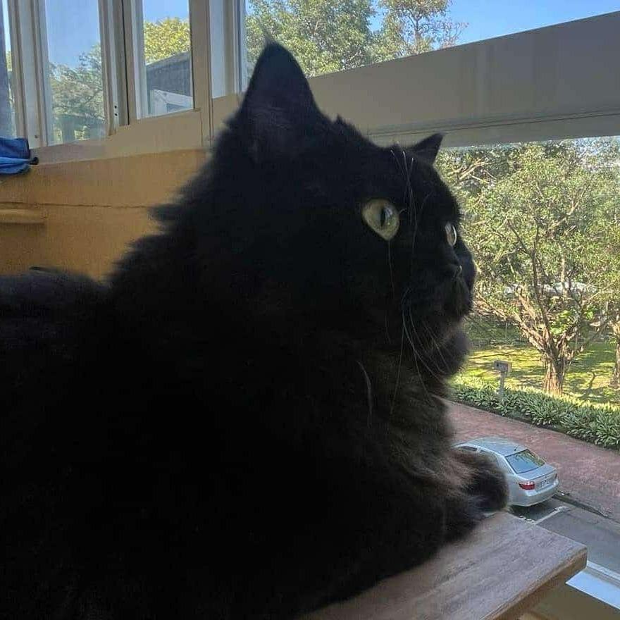 新富有樂市 貓咪是液體做的 ft. 新活水