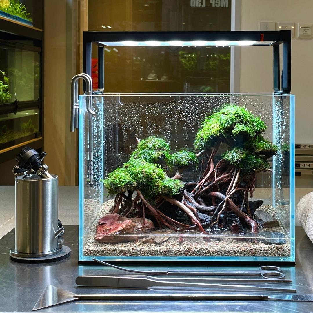 MeP Lab aquascape