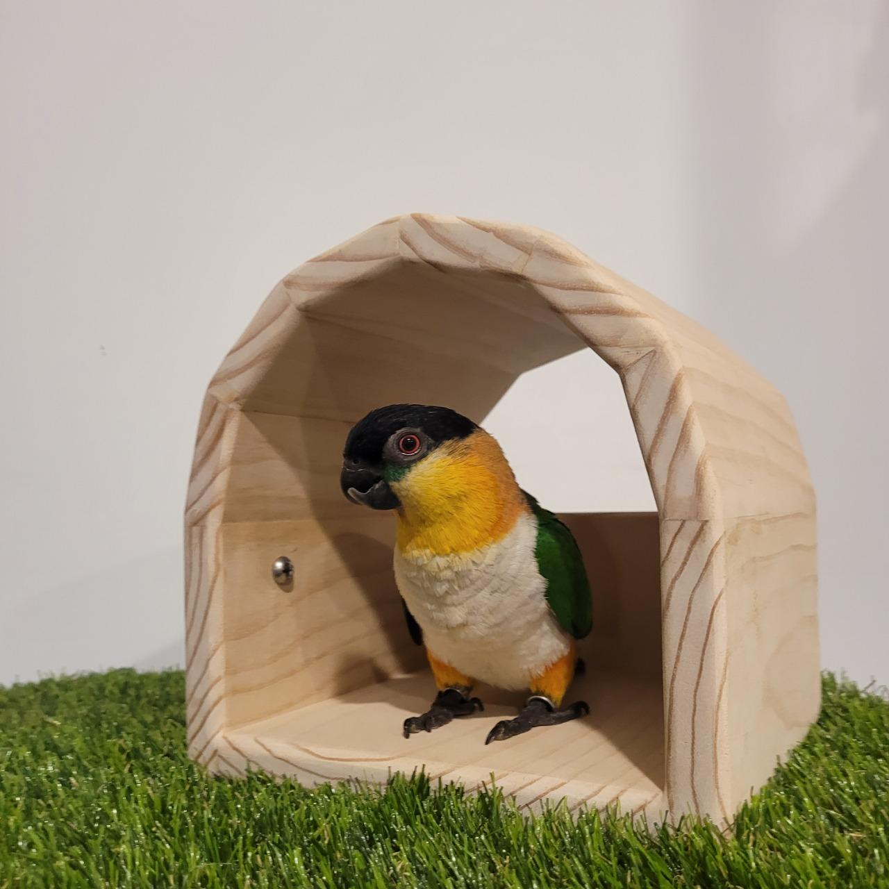 魚雁木坊│鸚鵡寄宿x站台玩具