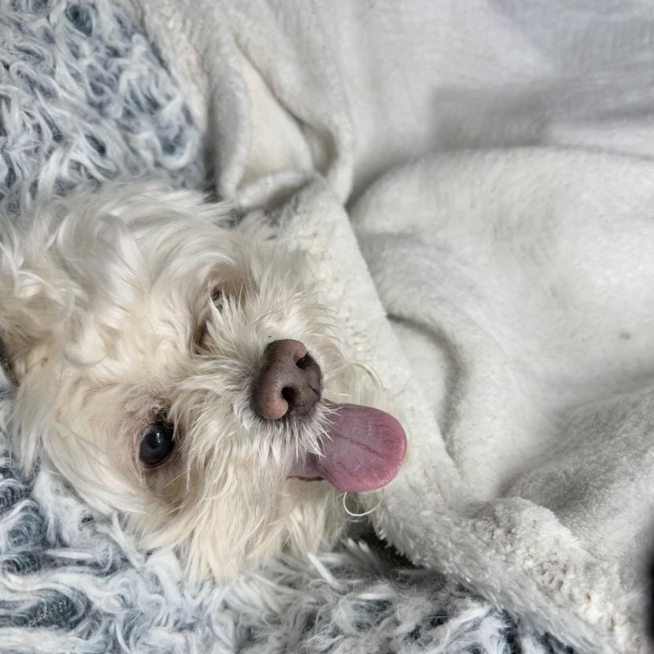 Sniff & Smile
