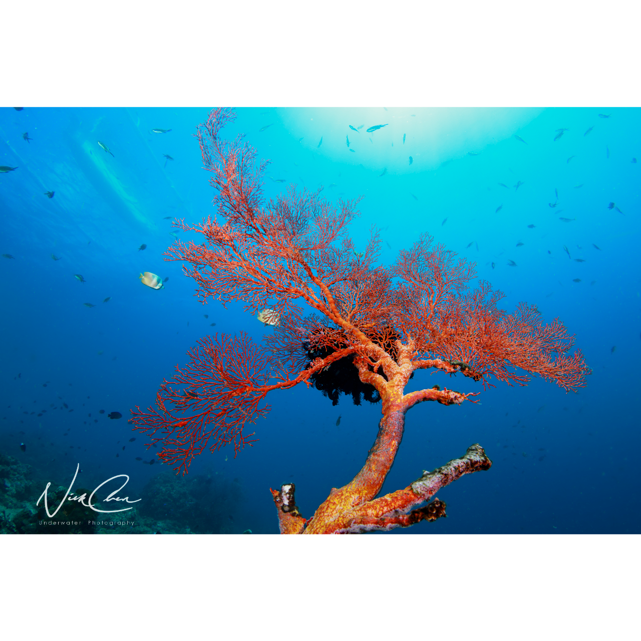 OceanBlueming 拍攝於峇里島/amed阿美