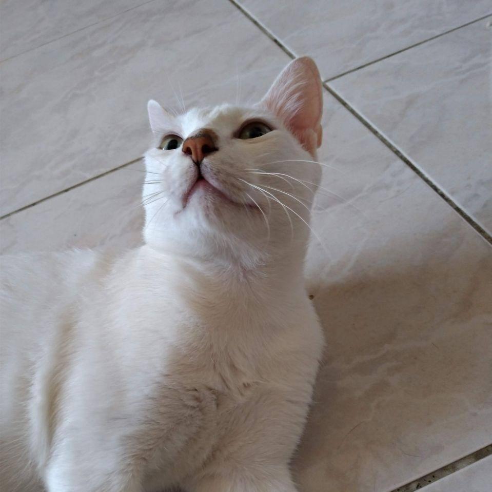 Kuro Huang｜獨立資安顧問服務｜Freelancer｜部落客｜資安架構顧問｜資安策略顧問｜雲端安全顧問｜資安教育訓練