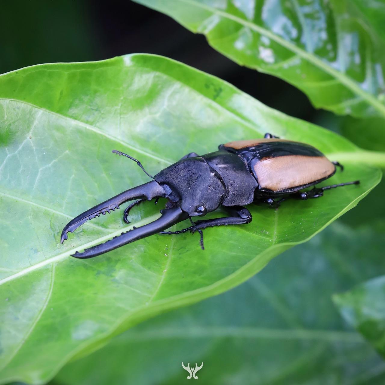 直顎側紋鋸鍬形蟲 Prosopocoilus fruhstorferi fruhstorferi